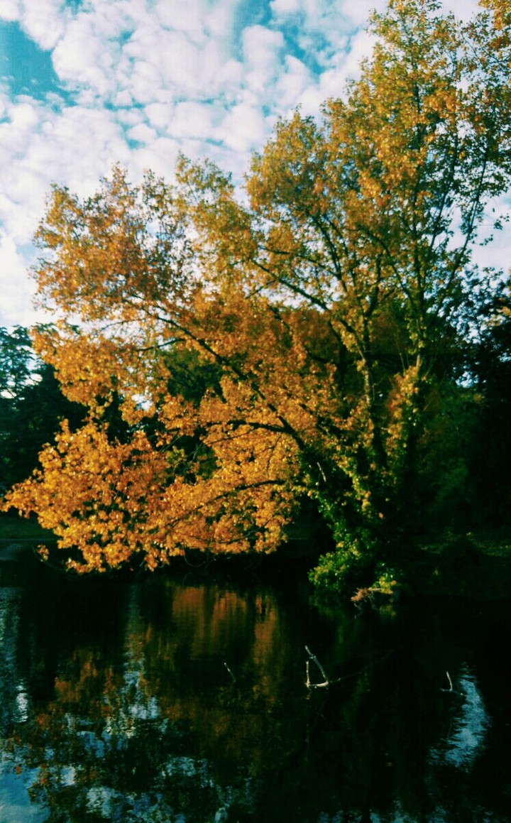 tree