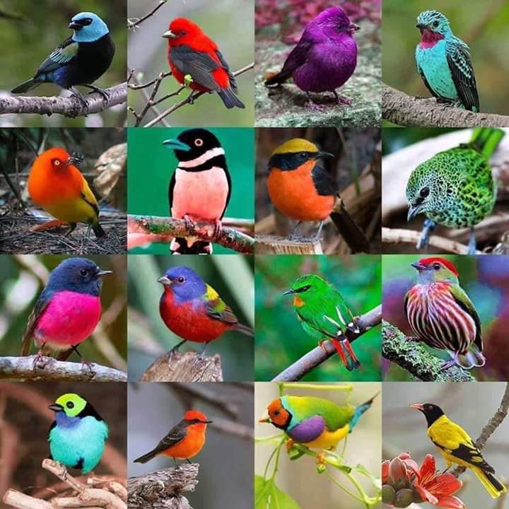 hermosos