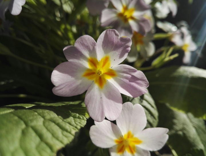 Flower
