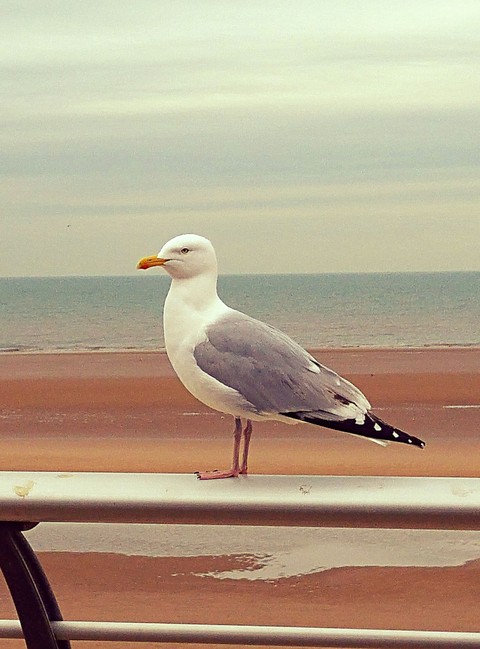 Seagull