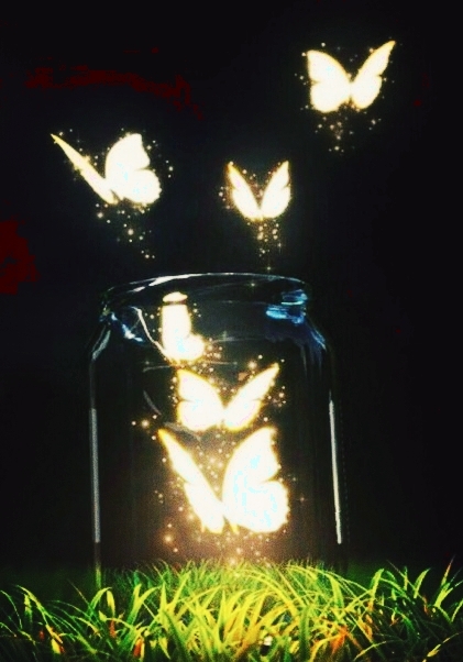 butterfly ❤️