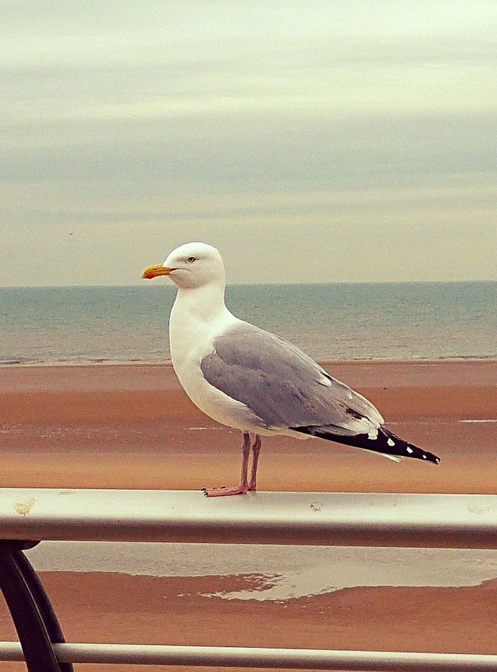 Seagull