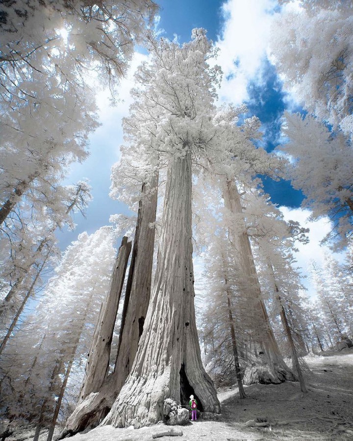 white trees