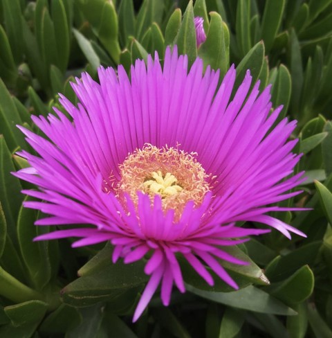 обои flower, purple