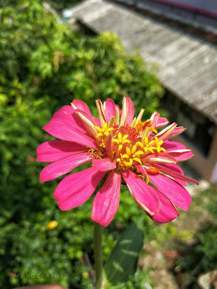 flower