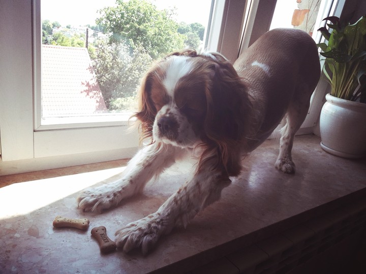 cavalier