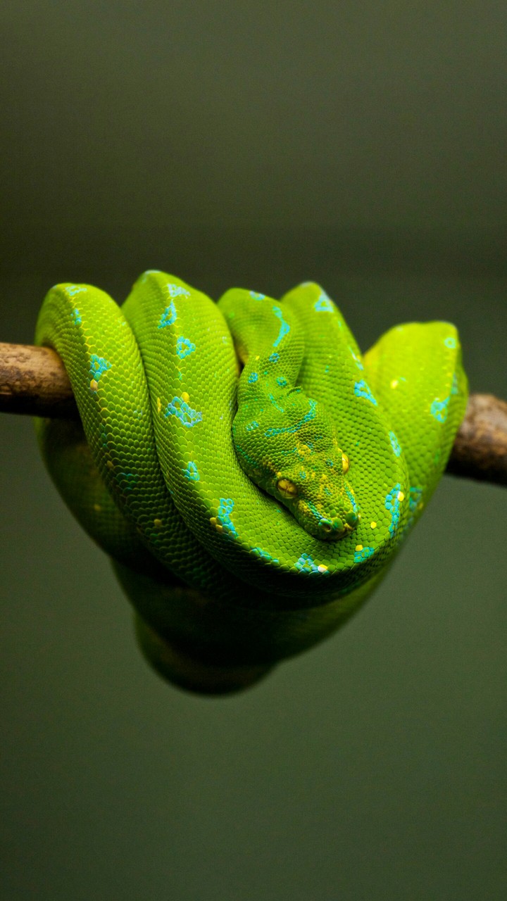 snake