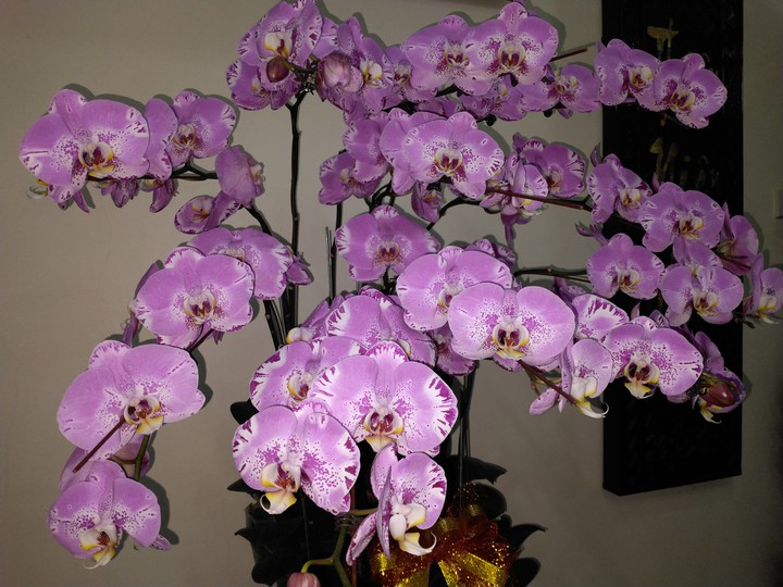 Hoa Lan