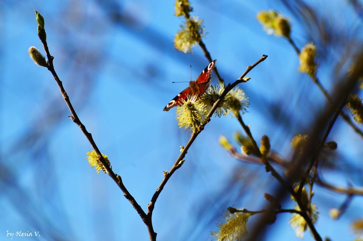 nature