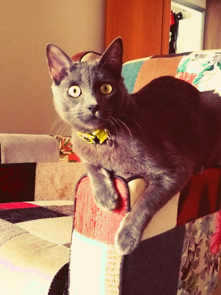 gato cinza