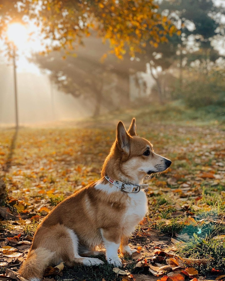 Dog