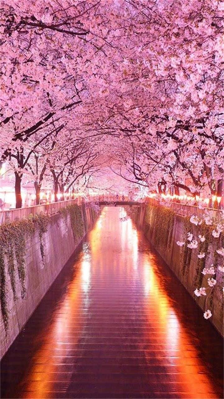 Pink World