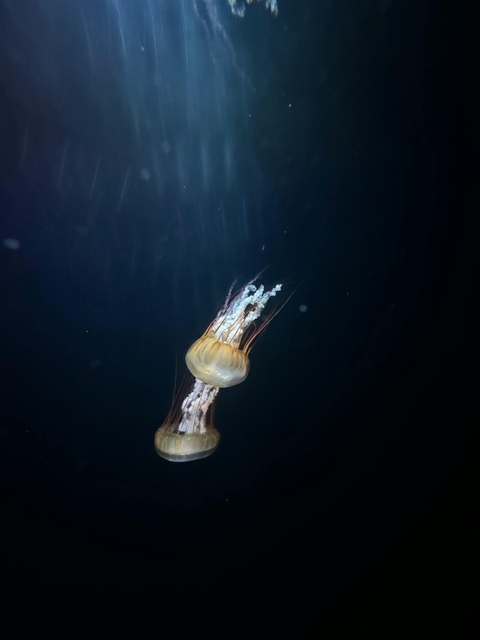 Science, cnidaria duvar kağıtları