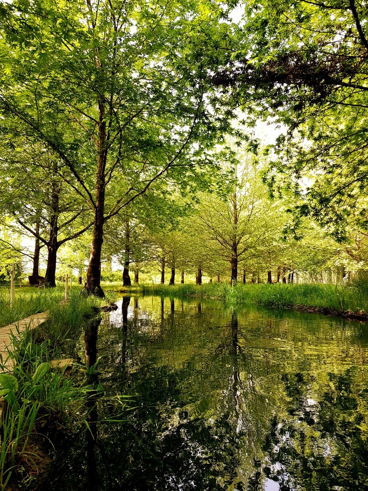 nature reflection