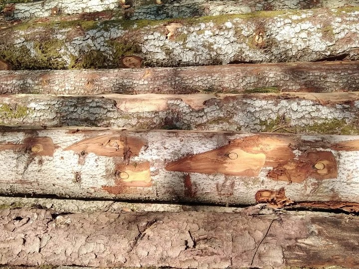 holz