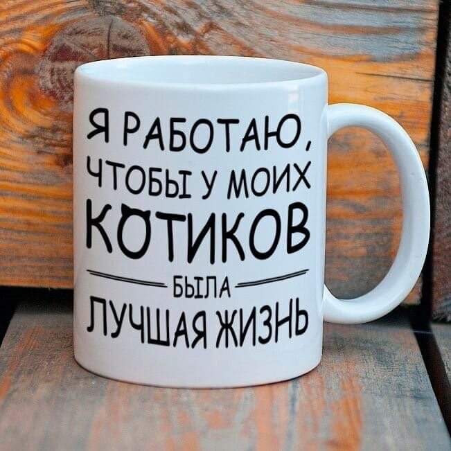 котики
