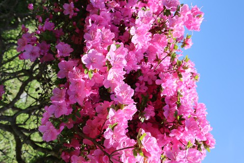 plant, purple वॉलपेपर