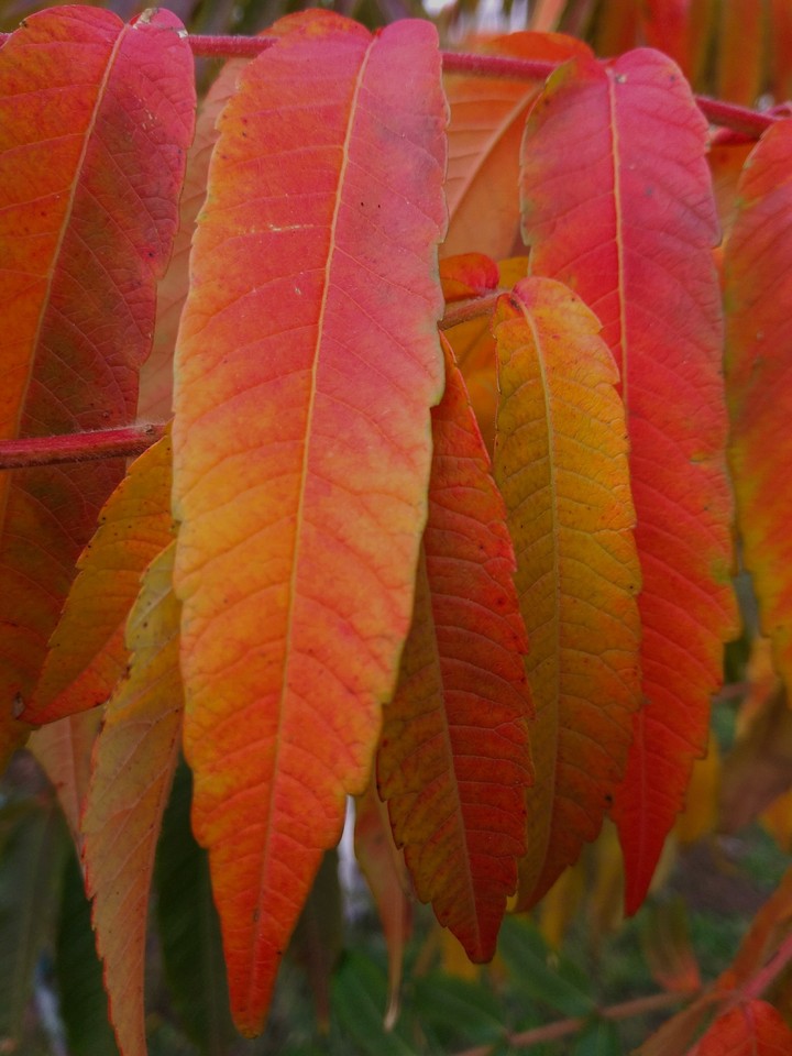 Autumn