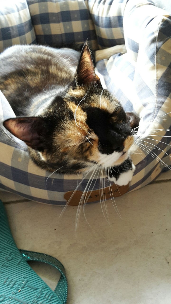 Katzenliebe 2
