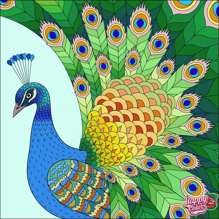 Pavão