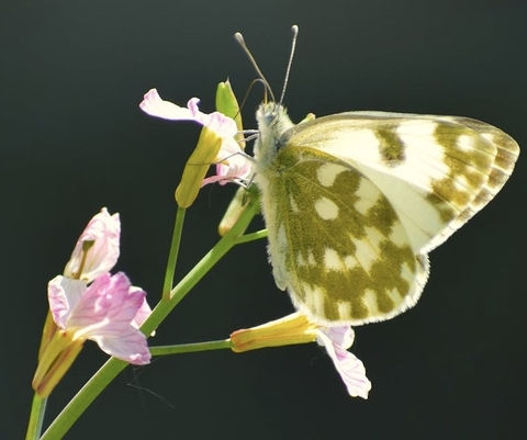 sfondi butterfly, lepidoptera