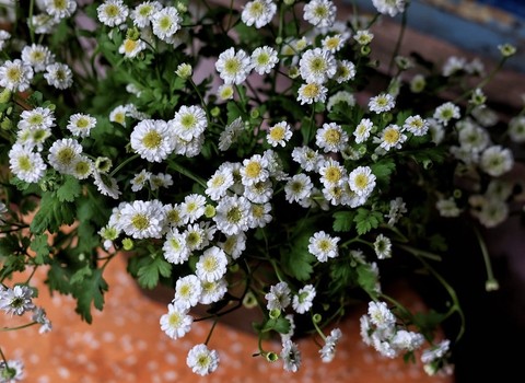 fonds d'écran plants, feverfew