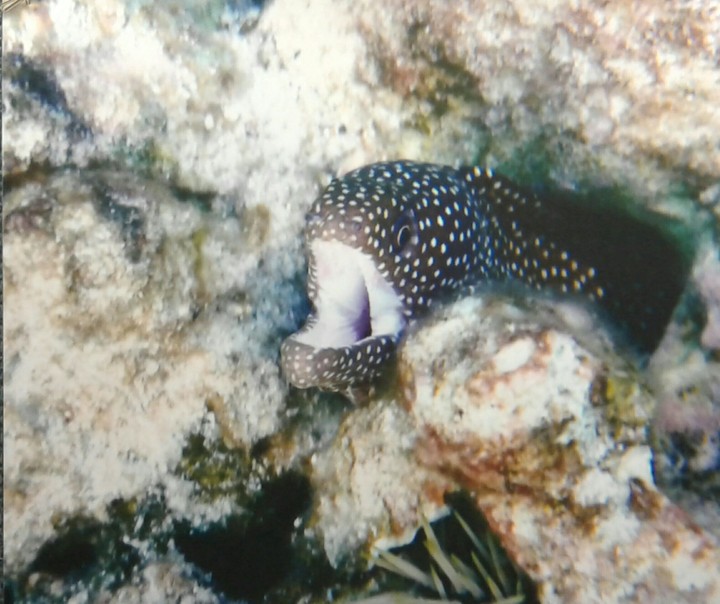 eel