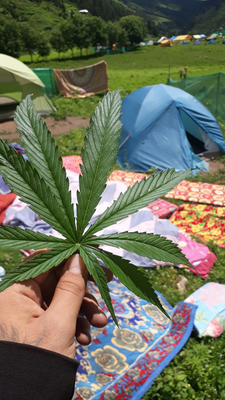 Marijuana leaf