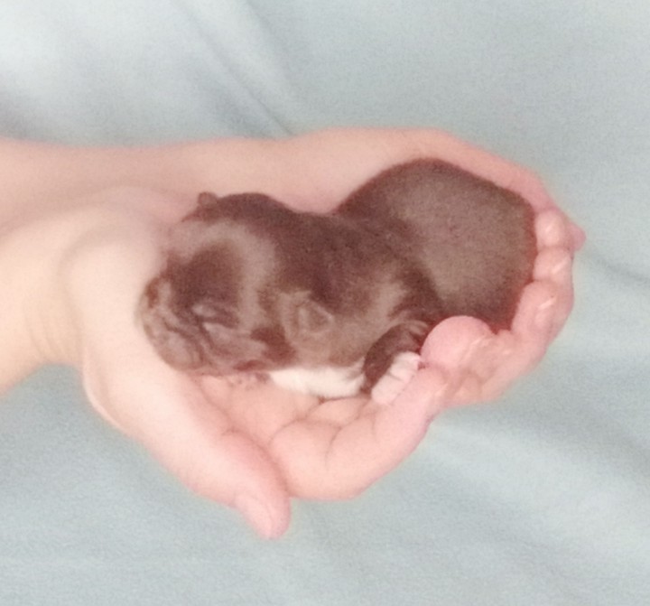 chiwawa