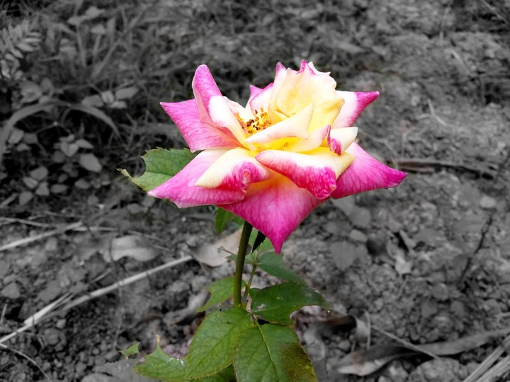 morning flower...