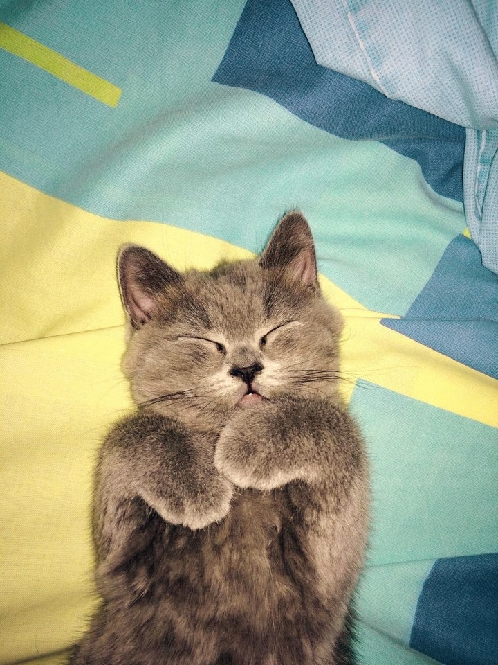 maxi