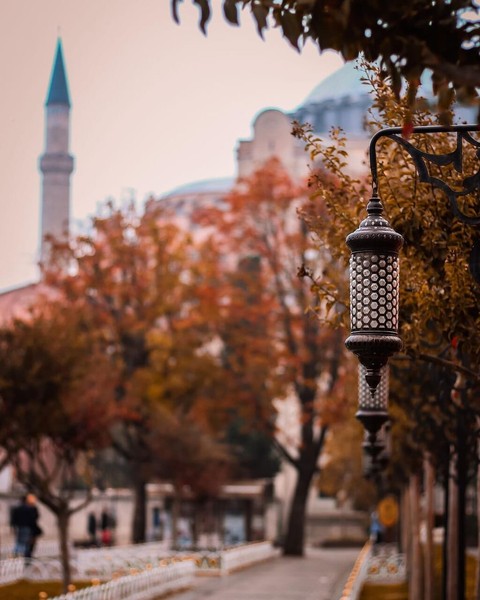 travel, fallenleaves duvar kağıtları