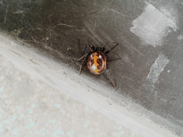 Spider