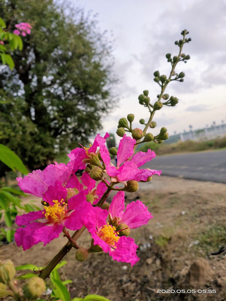 Flower