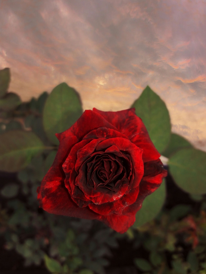 red rose