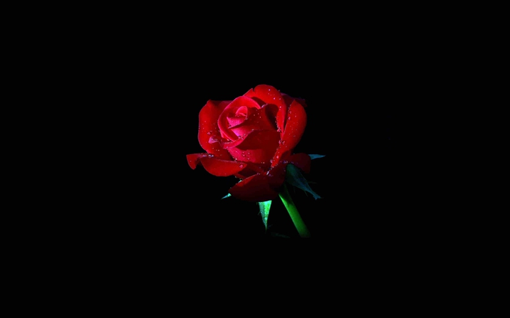 RED ROSE ❤️❤️❤️