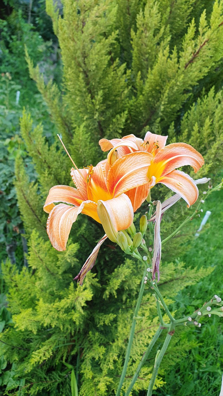 tiger lily