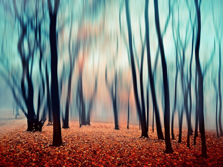 forest