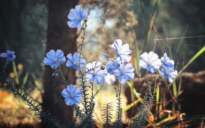 Little Blue