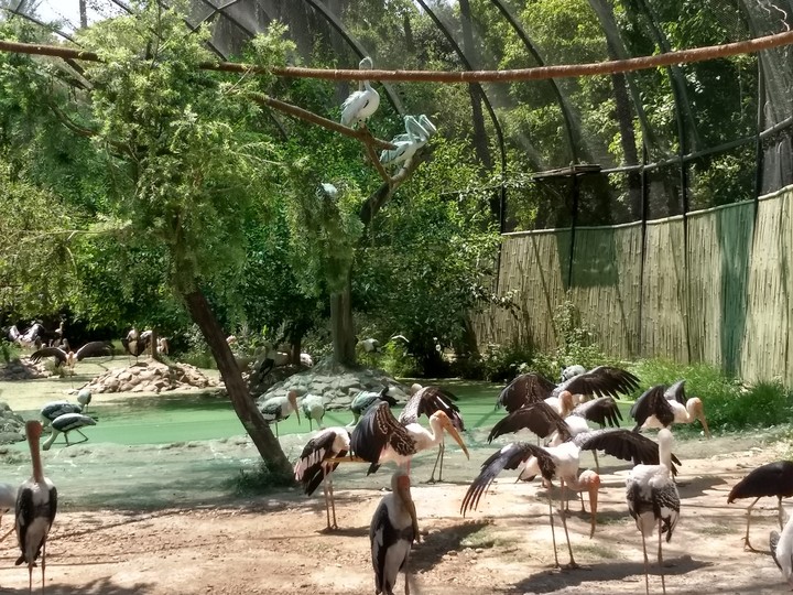 birds