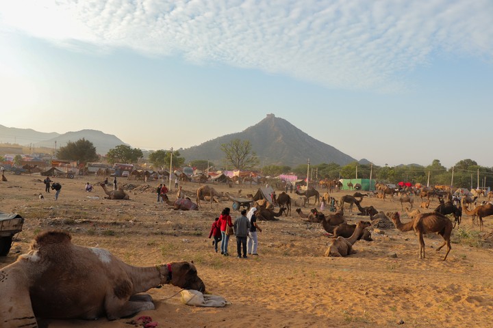 Camel fair