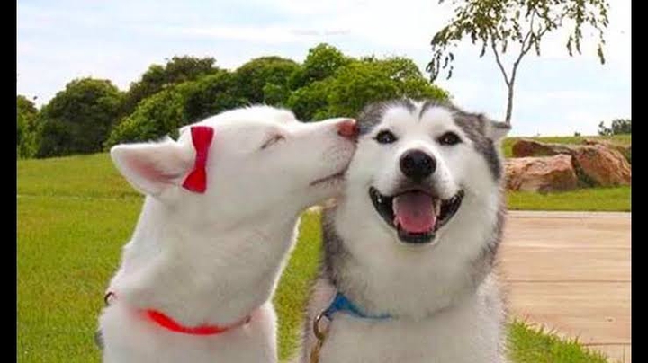 huskies