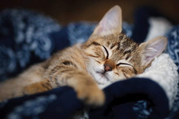 sleepy