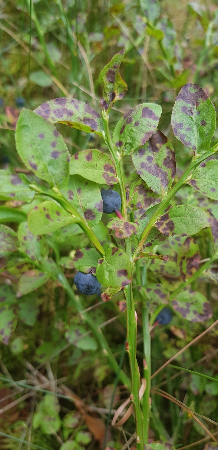 blueberries