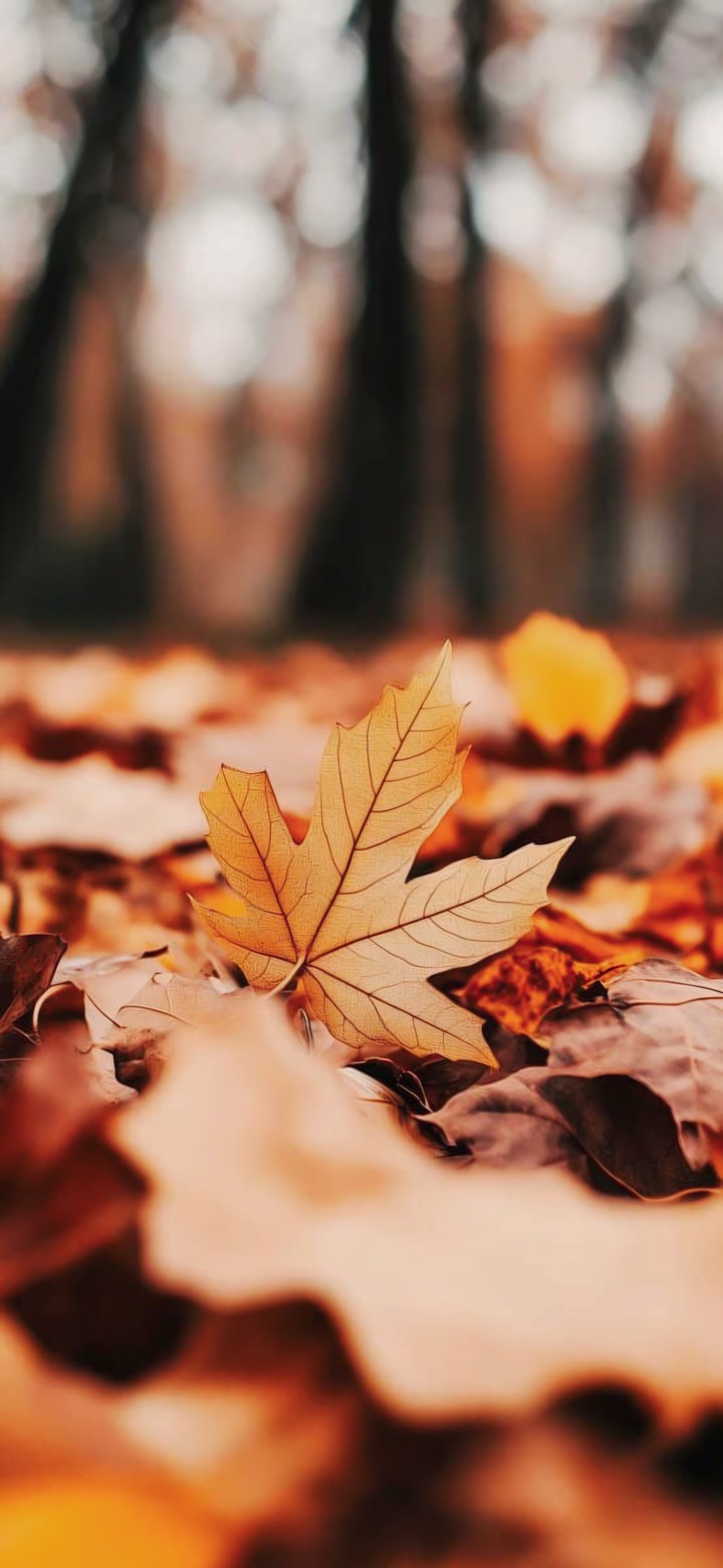 THE FALLEN LEAF