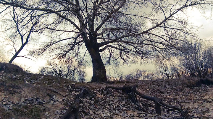 дерево