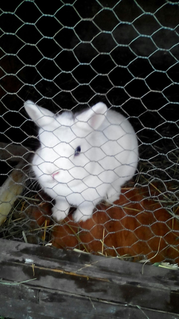 lola