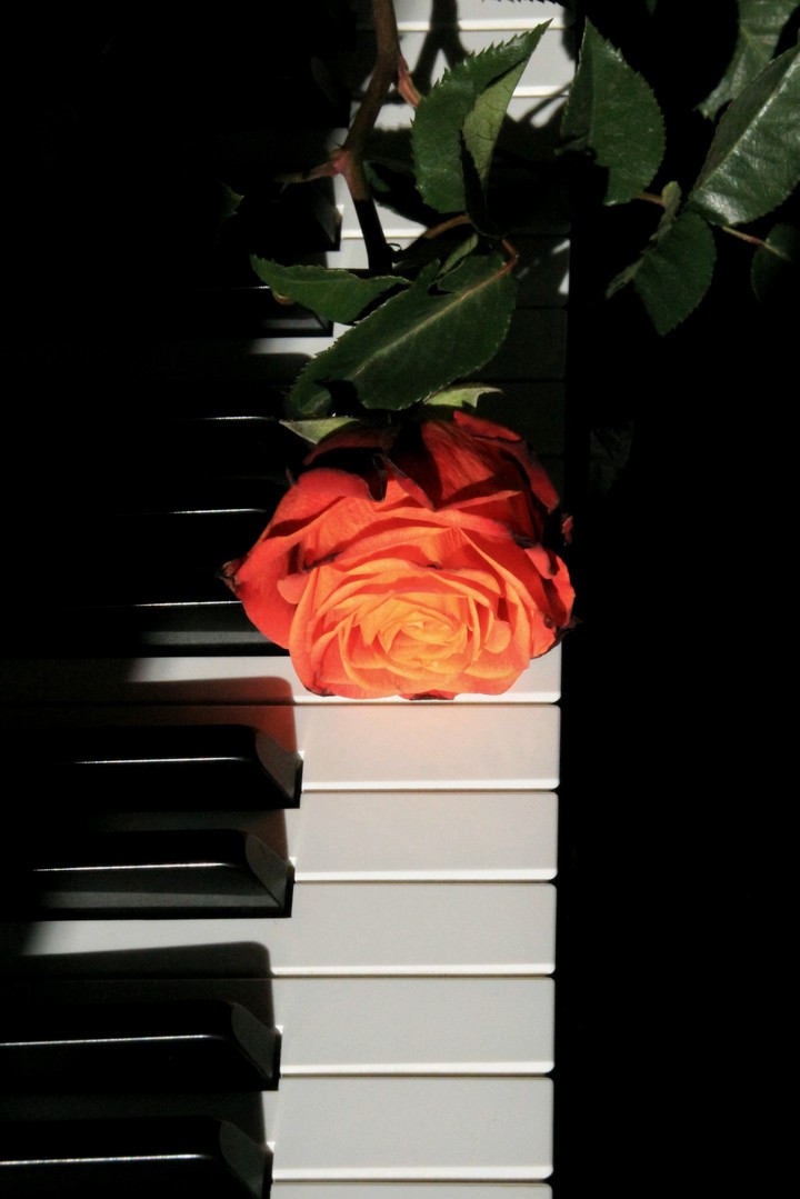 ? rose