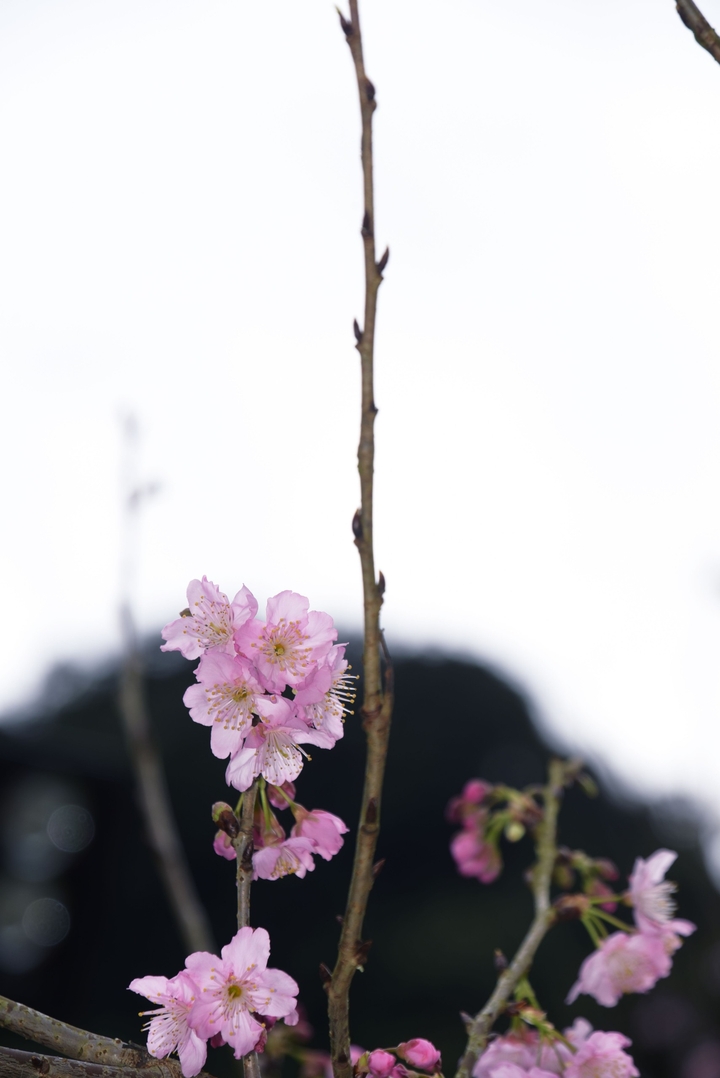 sakura