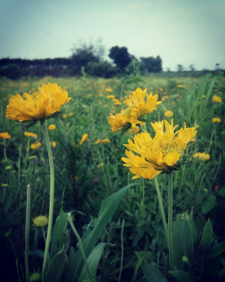 Beauty on the land... Click by me